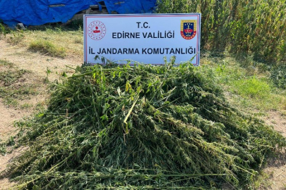 Edirne'de kaçak kenevir tarlası ele geçirildi