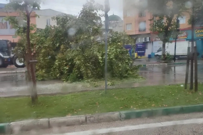 Bursa'da şiddetli yağış ağacı devirdi