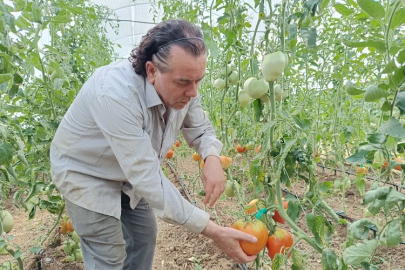 Hobi amaçlı kurduğu serada kavun boyunda domates üretiyor